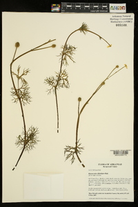 Ranunculus flabellaris image