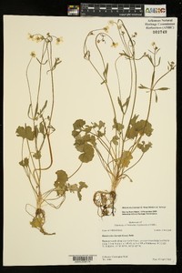 Ranunculus harveyi image