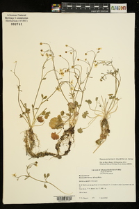 Ranunculus harveyi var. harveyi image