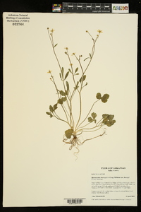 Ranunculus harveyi var. harveyi image