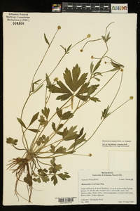 Ranunculus hispidus var. hispidus image