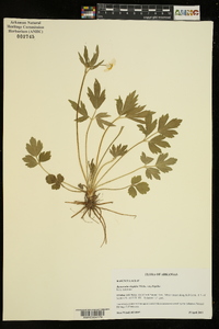 Ranunculus hispidus var. hispidus image