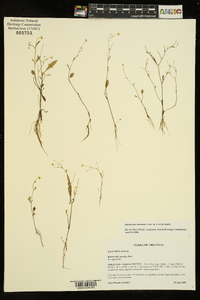 Ranunculus laxicaulis image