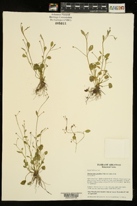 Ranunculus pusillus image