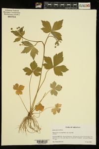 Ranunculus recurvatus var. recurvatus image