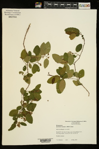 Berchemia scandens image