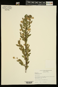 Ceanothus herbaceus image