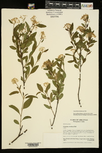 Ceanothus herbaceus image