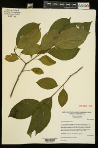 Rhamnus alnifolia image