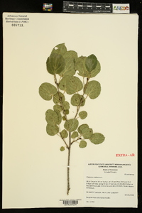 Rhamnus cathartica image