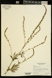 Agrimonia parviflora image