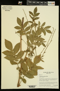 Agrimonia parviflora image