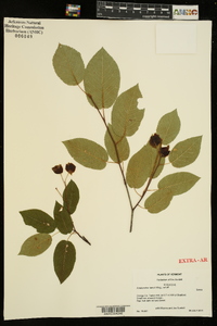 Amelanchier laevis image