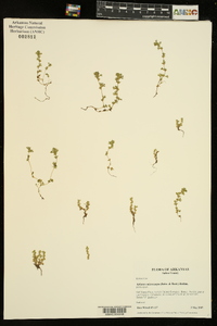Aphanes microcarpa image