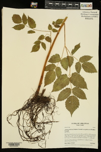 Aruncus dioicus var. pubescens image