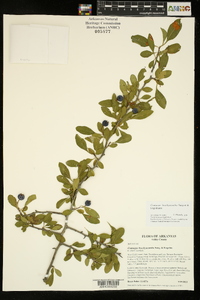 Crataegus brachyacantha image