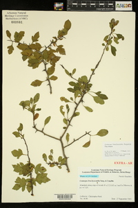 Crataegus brachyacantha image