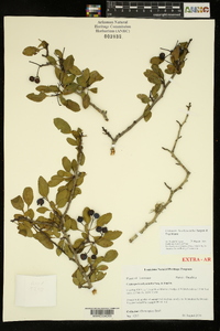 Crataegus brachyacantha image