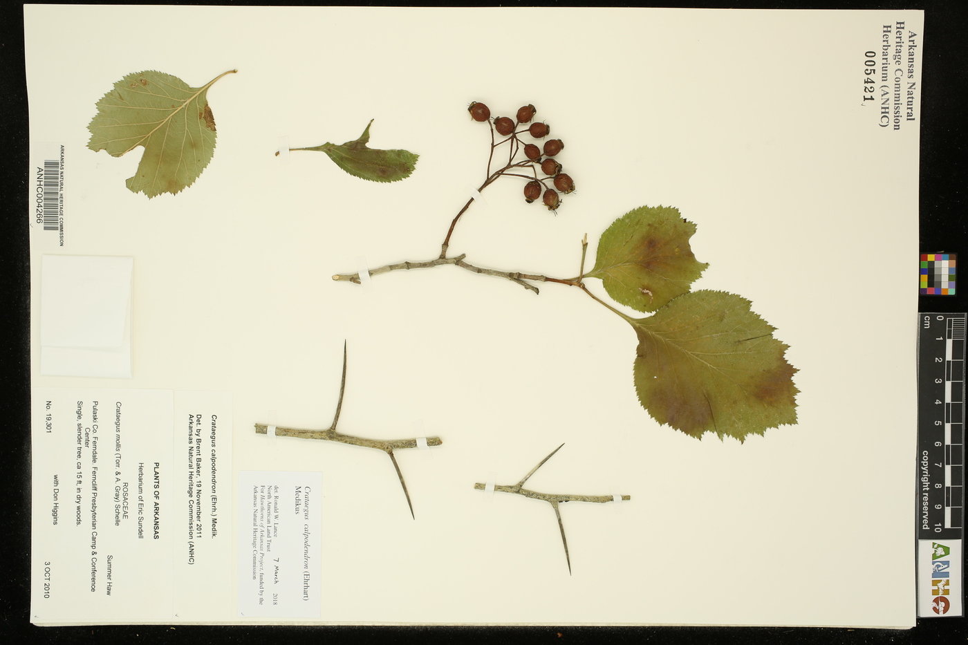 Crataegus calpodendron image