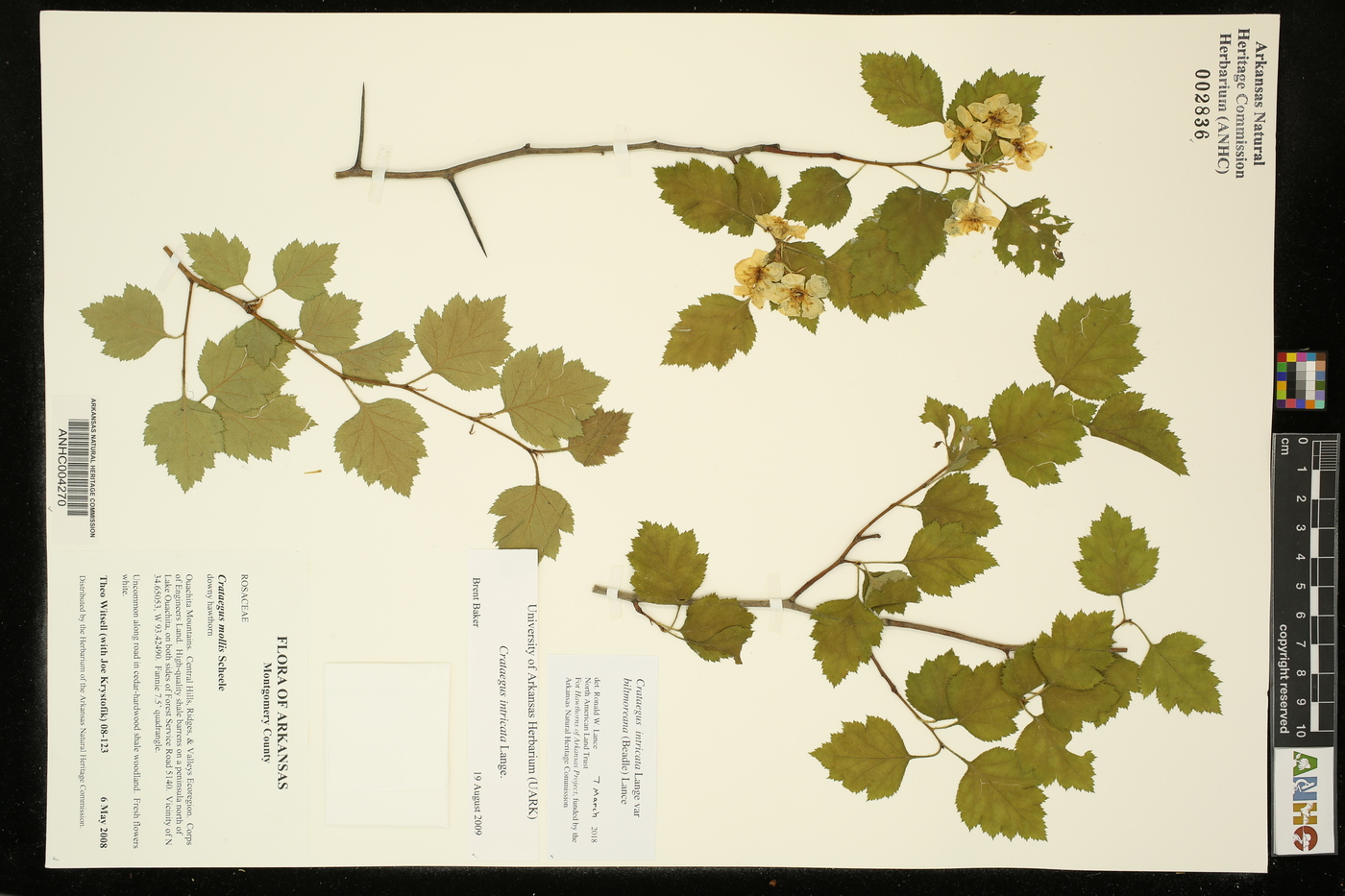 Crataegus intricata var. biltmoreana image