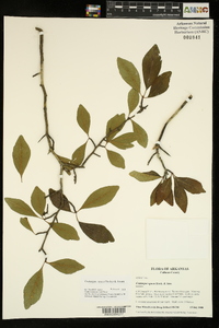 Crataegus opaca image