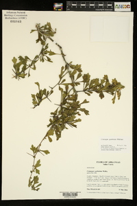 Crataegus spathulata image