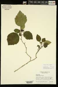 Crataegus triflora image