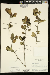 Crataegus uniflora image