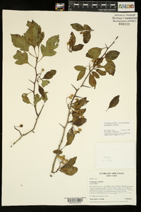 Crataegus viridis image
