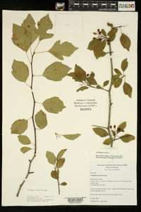 Crataegus viridis image