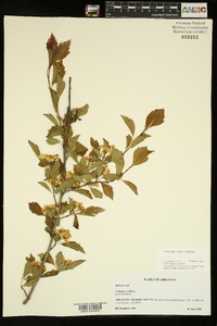 Crataegus viridis image
