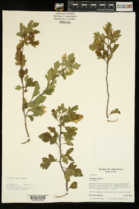 Crataegus viridis image