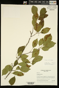 Crataegus viridis image