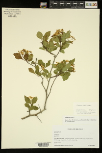Crataegus viridis image