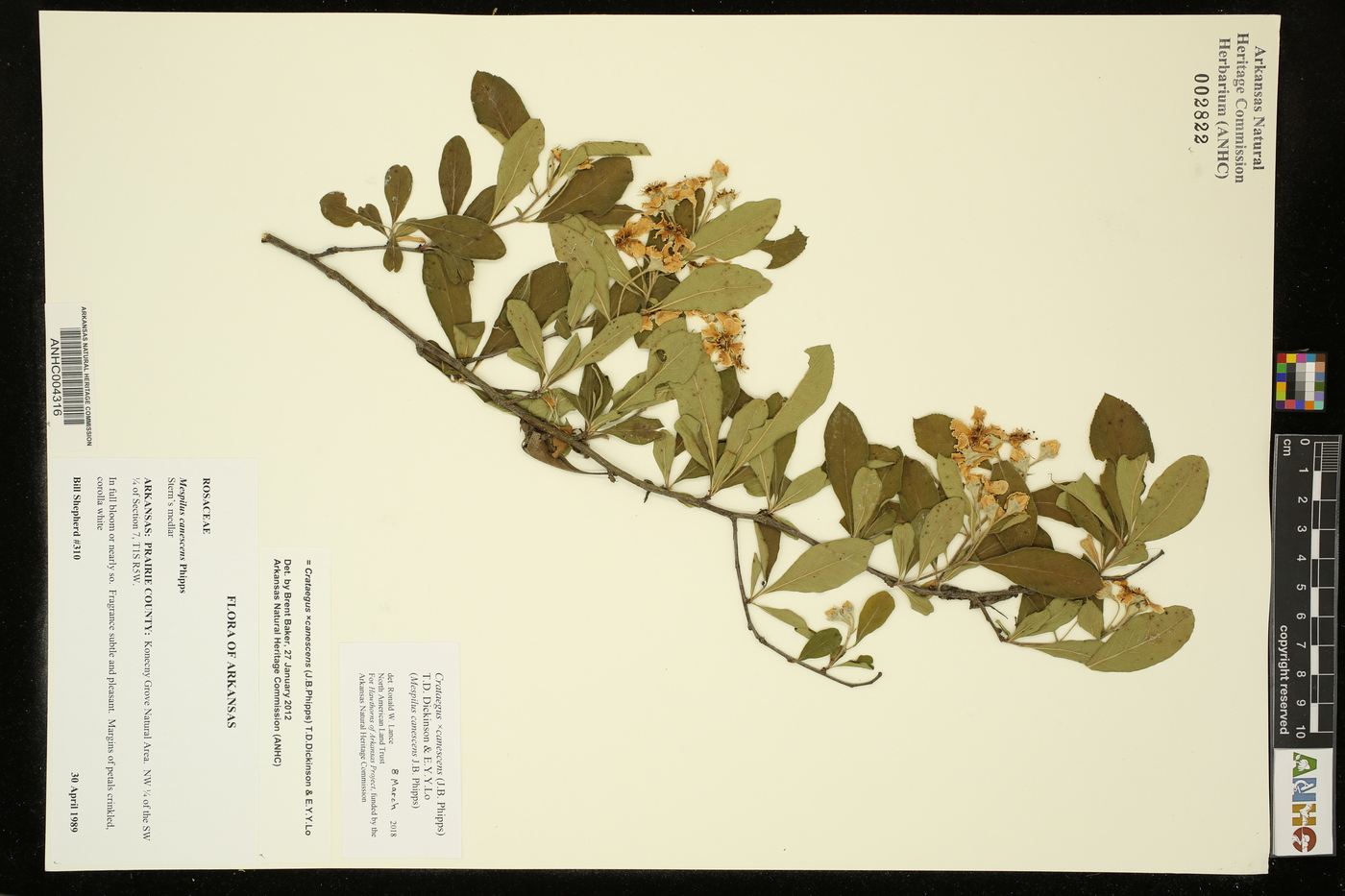 Crataegus x canescens image