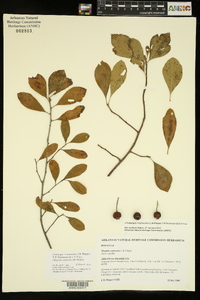 Crataegus x canescens image