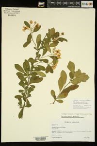 Crataegus x canescens image