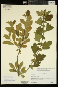 Crataegus x canescens image