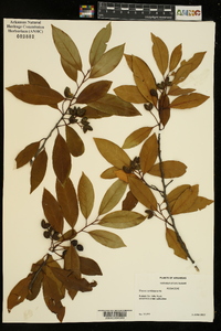 Prunus caroliniana image