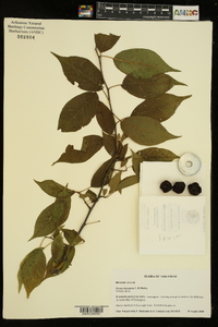 Prunus hortulana image