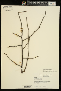 Prunus mexicana image