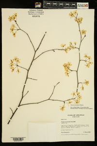 Prunus mexicana image