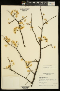 Prunus mexicana image