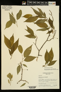 Prunus mexicana image