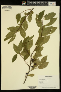 Prunus umbellata image