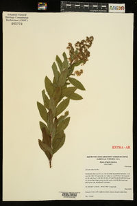 Spiraea alba image