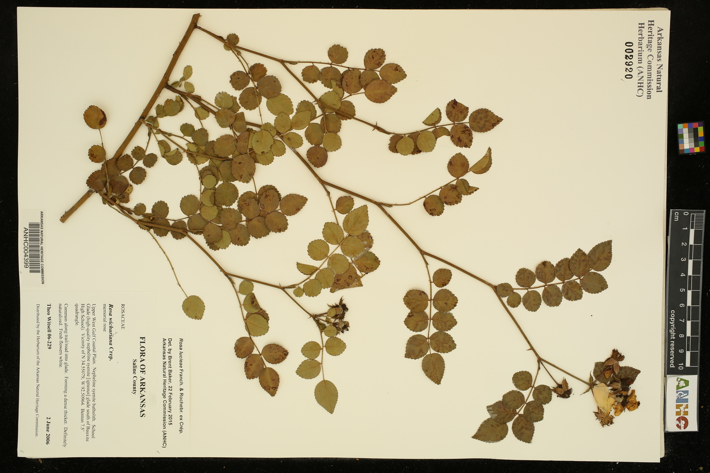 Rosa lucieae image