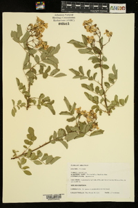 Rosa multiflora image