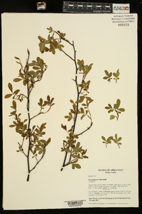 Rosa palustris image