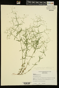 Galium arkansanum image